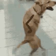 Running Dog Gifs Tenor