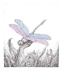 See more ideas about ink color, pen drawing, drawings. Drawing A Dragonfly Stippling With Pen And Ink
