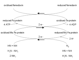 nitrogen fixation