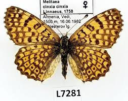 Image result for Melitaea cinxia