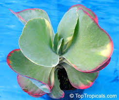 Kalanchoe Tetraphylla Kalanchoe Thyrsiflora Paddle Leaf Flapjacks Desert Cabbage Planting Succulents Plant Leaves Growing Succulents