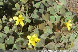 Anschließend wurde die fläche ordentlich gewässert und über mehrere wochen feucht gehalten. Kriechendes Unkraut Im Rasen Bestimmen Mit Bild Gartendialog De