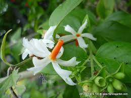 Would provide fragrance for the entire neighborhood. My Tropical Plants Finder Nyctanthes Arbor Tristis The Indian Night Jasmine