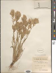 Image result for Eragrostis patens