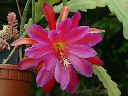 This is a succulent bush that has thin stems that are yellow in the summer and red in the winter. 17 Best Flowering Succulents To Grow Indoors Outdoors Balcony Garden Web