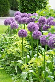 For A Different Bulb Try Planting Alliums Sensory Garden Bulb Flowers Gardening For Kids