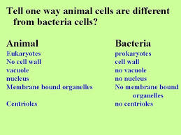 We offer a wide range of high quality human and animal cell and media systems. Cells Structure Function Review What Is The Function