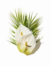 ダブルアンスリウムクリップ（ホワイト） – 【公式】フラダンス衣装、タヒチアンダンス衣装なら「フラとタヒチのAREMITI」