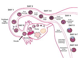 Penempelan proses pelekatan embrio pada dinding uterus. Sistem Pembiakan Manusia Wikipedia Bahasa Melayu Ensiklopedia Bebas