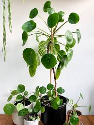 Check spelling or type a new query. Plant Profile Chinese Money Plant Pilea Peperomioides Green Rooms Market