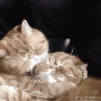 Search Results For Cartoon Kiss Gifs On Giphy Funny Cat Videos Cats Animals