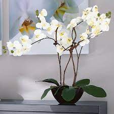 Orchid Flower In Pot Orchid Centerpieces Orchid Flower Orchids