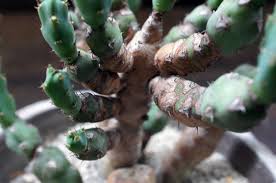 Image result for Euphorbia davyi