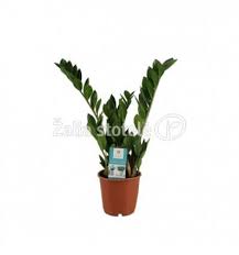 Image result for Zamiokulkas Zamioculcas
