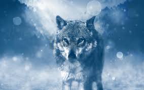 Wolf live wallpaper android apps on google play 1920×1080. Wild Wolf Wallpaper Background Best Stock Photos Toppng