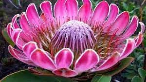 The most popular flowers in the world come in many colors, have wonderful scents, and look beautiful. Top 25 Most Beautiful Flowers In The World Youtube