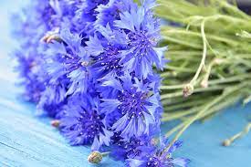 How To Grow Bachelor S Button Cornflower Gardener S Path