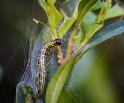 Image result for caterpillar box tree moth inside buxus plant