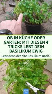Ob In Kuche Oder Garten Mit Diesen 4 Tricks Lebt Dein Basilikum Ewig Kuche Garten Krauter Basilikum Pflanzen H In 2020 Krauterpflanzen Garten Pflanzen Pflanzen