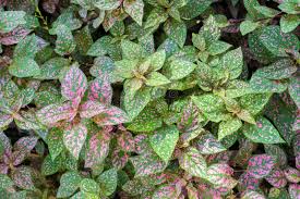 Image result for Hypoestes triflora