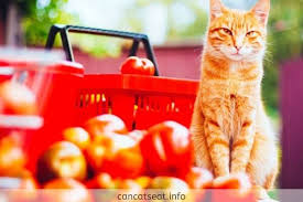 If so, how well they would like it. Can Cats Eat Tomatoes Are Tomatoes Bad For Cats To Eat