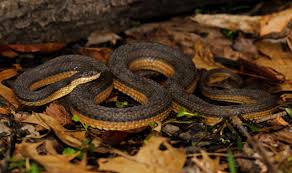 The common garter snake (thamnophis sirtalis) is a species of natricine snake, which is indigenous to north america and found widely across the continent. Wallpaper Creature Lake Nature Winter Macro Wildlife Canon Pond Illinois Viper Swamp Serpent Carnivore Scales Boa Constrictor Kingsnake Rattlesnake Rebel 2017 Wild Crayfish Predator March Fauna 100mm T3i Marsh Scaled Reptile