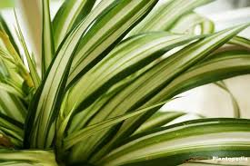 Image result for Anthericaceae