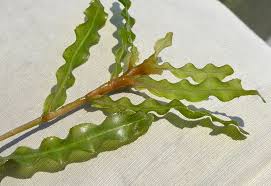 Image result for Potamogeton crispus