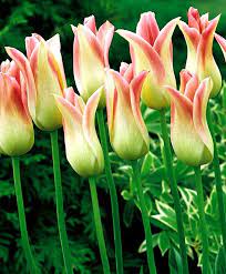 Tulip Elegant Lady Lily Flowering Tulips Tulips Flower Bulbs Index Van E May 24 100 41 Tulips Flowers Bulb Flowers Planting Tulips
