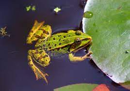 Check spelling or type a new query. Frog Symbolism Meaning Totem Spirit Omens World Birds