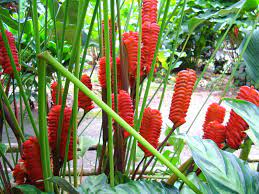 Malaysia Shrubs Wellgrow Horti Trading Tropical Plants Plants Tropical Flowers
