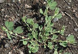 Image result for Lotus namulensis