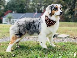 Filled with boundless energy, the australian shepherd was born to run free and corral a wide variety of animals. Davishire Australian Shepherds Australian Shepherds For Sale In Nc