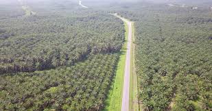 This article concerns on the cost of occupational accidents incurred planters during an accident in a plantation. An Aerial Footage Of Palm Oil Plantation In Lahad Datu Sabah Malaysia With Road Highway In The Middle Of The Composition