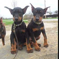 Doberman Pups Awwwwwwwww I Have Always Loved These Dogs Beautiful Dobermantraining Doberman Pinscher Dog Doberman Pinscher Puppy Doberman Puppy