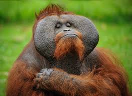 Examples of orang in a sentence. Erstaunliche Primaten 10 Wahrheiten Uber Orang Utans Spektrum Der Wissenschaft