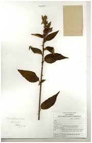 Image result for Triumfetta pilosa