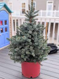 How To Take Care Of A Potted Christmas Tree The Right Way Christmas Tree Care Outdoor Christmas Tree Live Christmas Trees