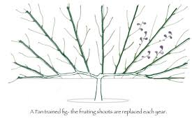 Words lia leedertz, photographs andrew montgomery. Fan Training Reads Nursery Espalier Fruit Trees Trees To Plant Fig Tree