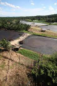 However, this is not always the case and this. Performance Of Chitosan As Natural Coagulant In Oil Palm Mill Effluent Treatment Intechopen