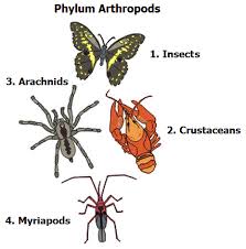 Resultado de imagen de arthropods