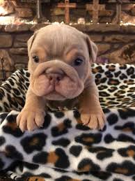See more of old english bulldog lovers on facebook. Fully Suited Lilac Tri Champagne Boy Planet Merle English Bulldogs Home Of The Fully Suited And Merle English Bulldogs