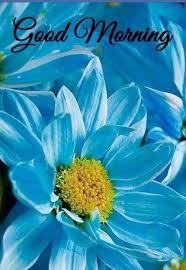 38 Good Morning Flower Images For Free Download Hd Pics Flower Images Beautiful Flowers Photography Beautiful Flowers