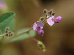 Image result for Desmodium scorpiurus