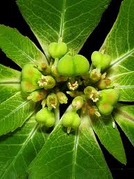 Image result for Euphorbia heterophylla