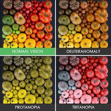 How The World Looks Like For Color Blind People Color Blind Color Vision Color