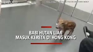 Bagaimana pendapatmu tentang kasus perempuan masuk masjid yang membawa seekor anjing? Berita Terbaru Babi Hutan Tempo Co