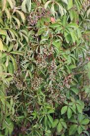 Image result for Parthenocissus
