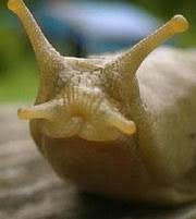Your garden is likely to have more slugs during a particularly rainy season. Best Way To Kill Slugs Without Using Slug Bait Flowerpotman Landscape Gardener