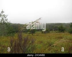 Image result for Loudetia simplex